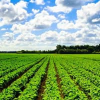 agrochemical